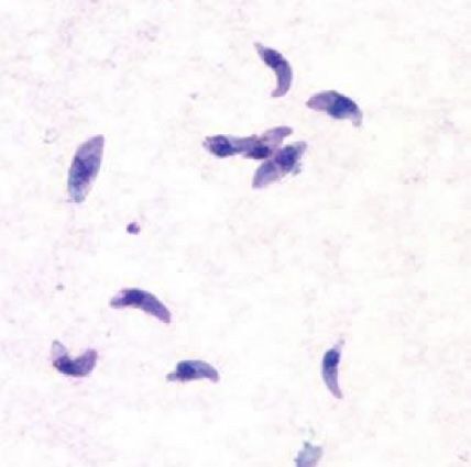 <p>Identify: Protozoa</p>