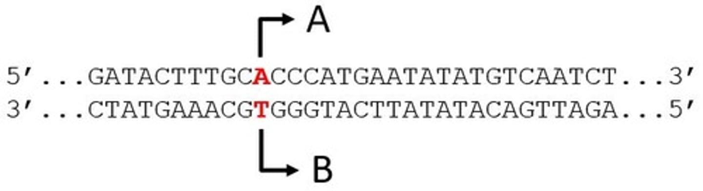 <p>Given this diagram of the partial sequence of a gene with arrows showing the direction of transcription, determine which strand (A or B or both) will serve as the template strand of the gene.</p>