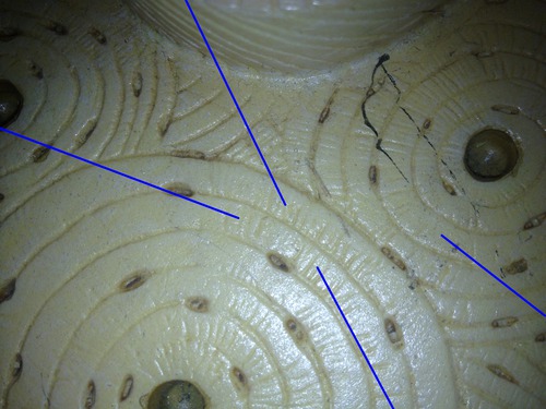 <p>Identify the structure at the blue pointers that are microscopic canals from lacuna to lacuna</p>