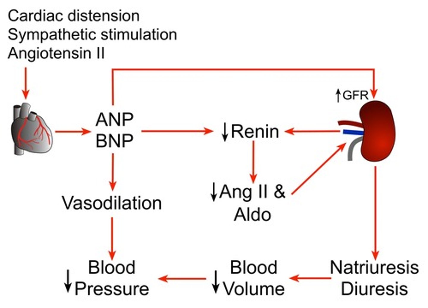 <p>Hormone secreted by the heart to help regulate the salt and water balance. When the cells of the atria are stretched from excess blood volume, they release ANP. It leads to sodium excretion which increases urine volume, and decreases blood volume. It is antagonistic to ADH because it lowers blood pressure and volume, and has no effect on blood osmolarity.</p>