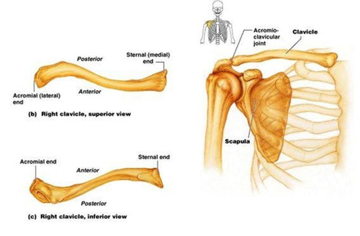 <p>Consists of the clavicle, scapula, and sternum.</p>