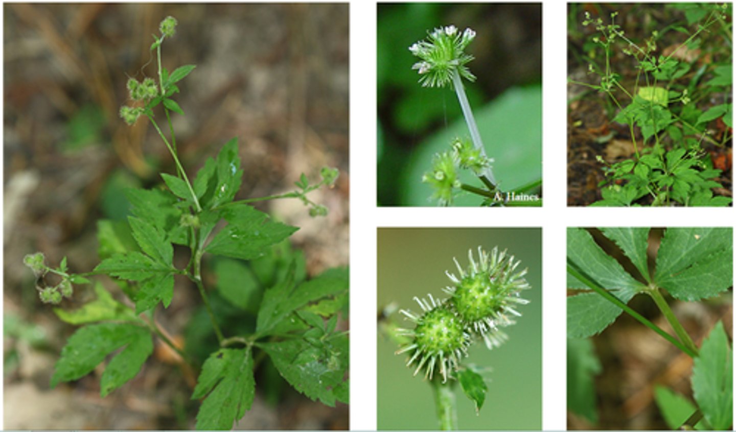 <ul><li><p>palmately compound</p></li><li><p>distinctly toothed</p></li><li><p>small spherical umbels</p></li><li><p>bristly fruit</p></li></ul><p>Genus</p>