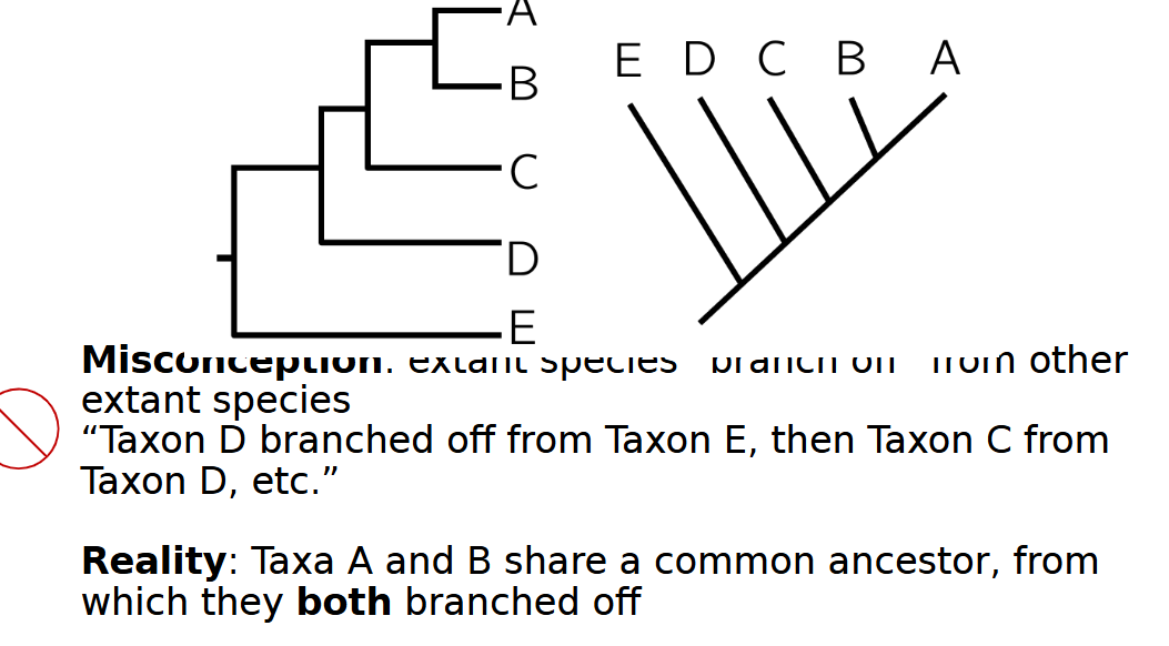 <p>they branch off from other extant species, instead they share a common ancestor </p>