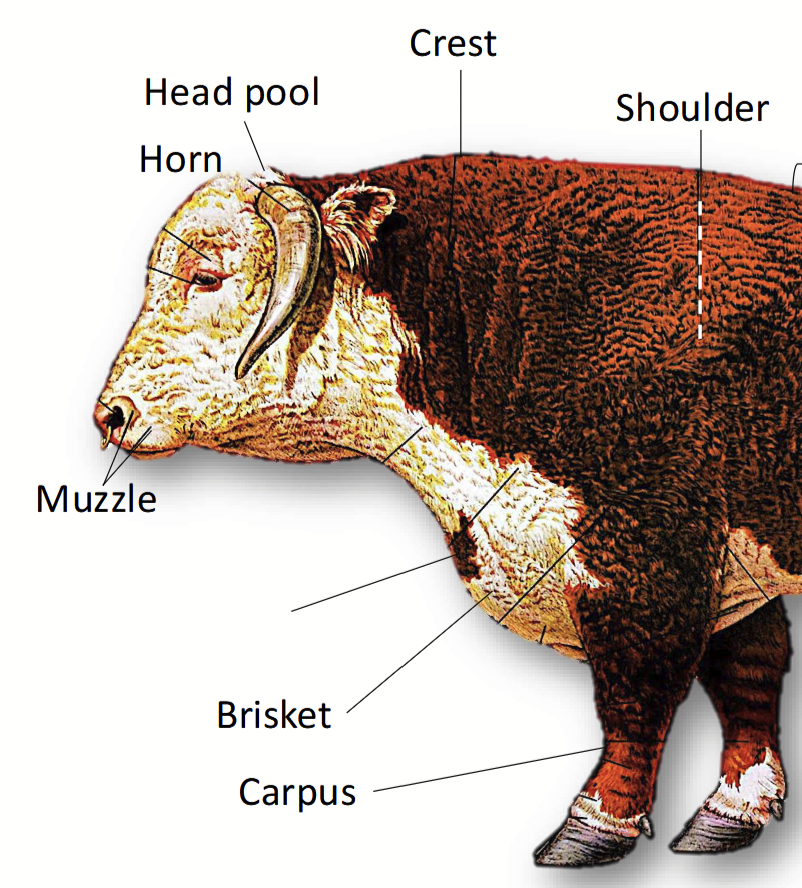 <p>In cattle, is the <u>large median skin fold</u> at the <strong>caudal</strong> end of the neck.</p><p>In tropical cattle breeds, it helps to get rid of body heat.</p>