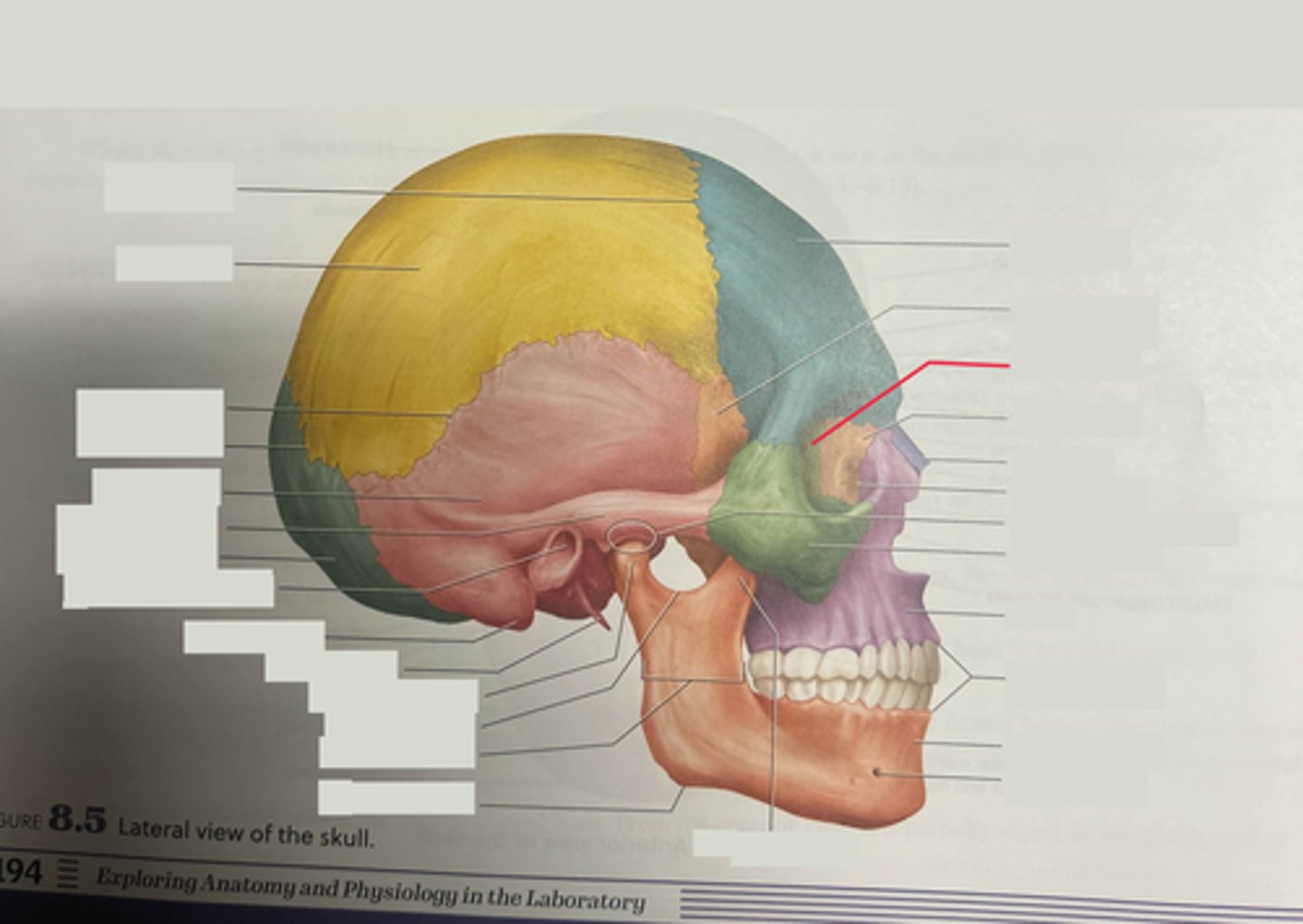 knowt flashcard image