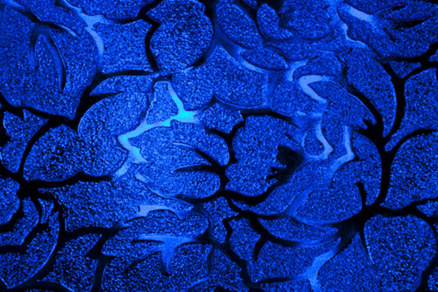 <p>blue</p>