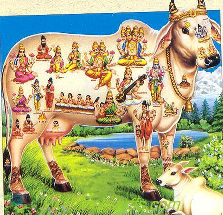 <p>People with religious convictions may avoid certain foods</p><ul><li><p>Muslims do not eat pork</p></li><li><p>Hindus do not eat beef</p></li></ul><p></p>