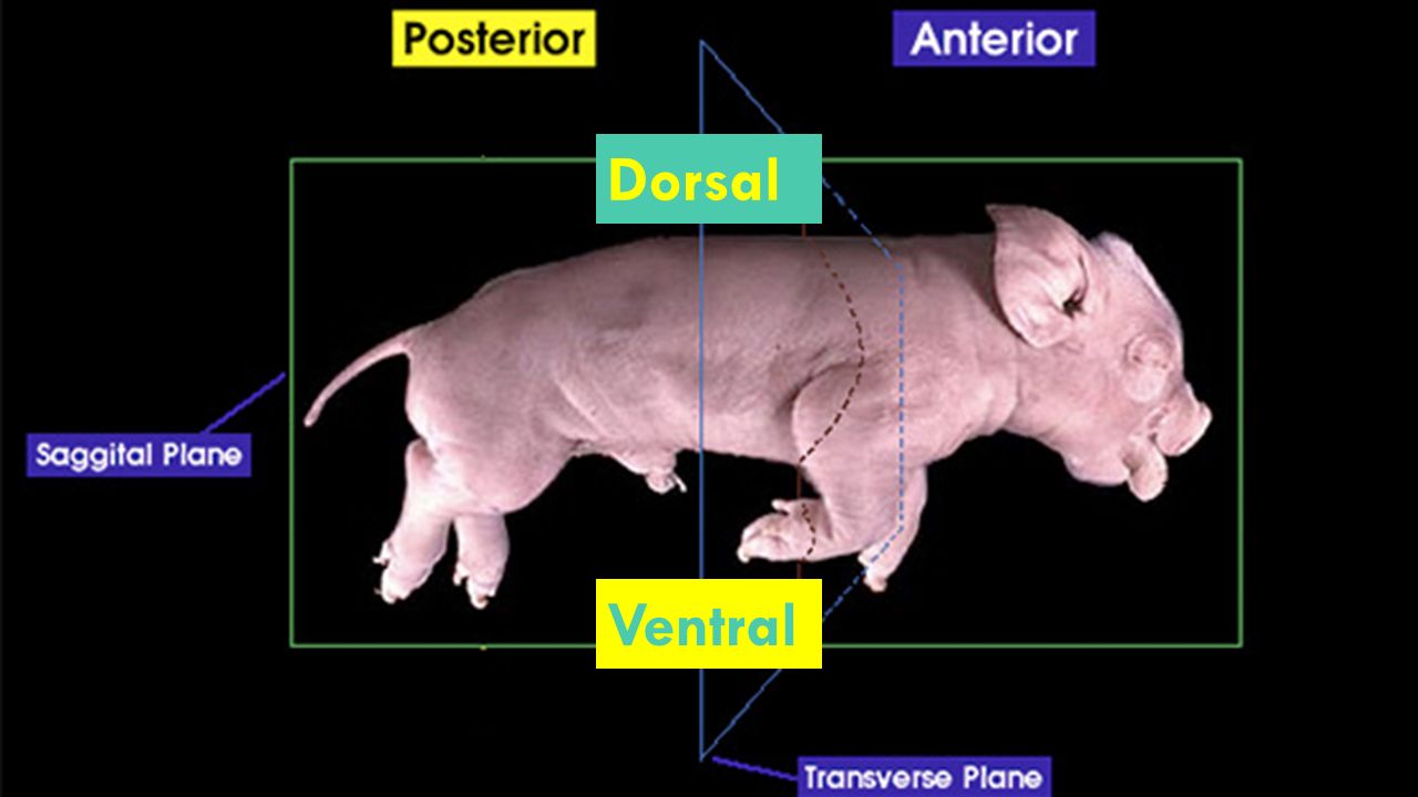 Toward the tail or rear