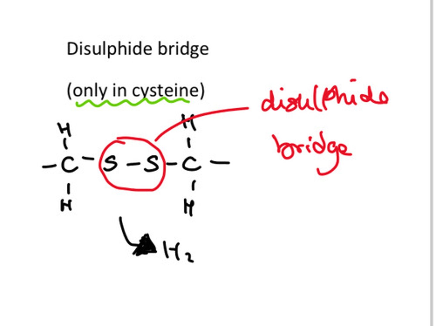 <p>they are covalent bonds that form between sulphur containing amino acids <br>they are strong and nearly permanent as they can only be broken by reducing agents so they help hold the tertiary structure of protein together.</p>