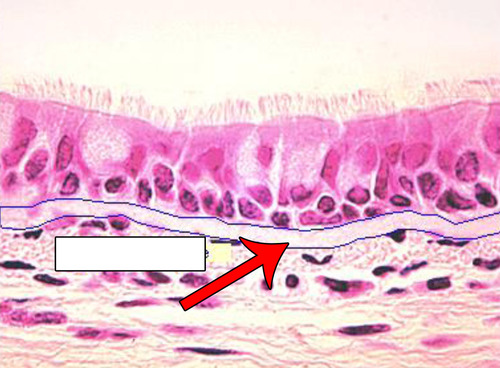 <p>bottom of epithelial tissue that has glycoproteins and reticular fibers</p>