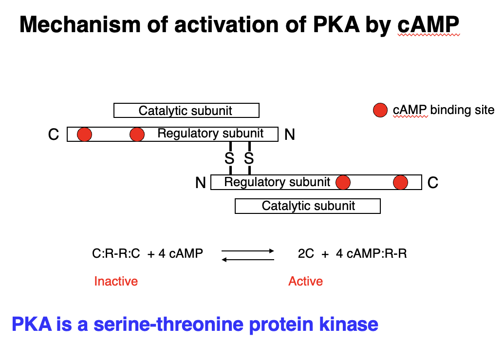<p>• Protein Kinase A (PKA) = serine-threonine kinase - activated by cAMP.</p><p class="p1">• Inactive PKA: Exists as a tetramer (C:R-R:C), where regulatory subunits (R) inhibit catalytic subunits (C).</p><p class="p1"></p><p class="p1">Activation Process:</p><p class="p2">1. cAMP binds to regulatory subunits.</p><p class="p2">2. Regulatory subunits change shape and release catalytic subunits.</p><p class="p2">3. Catalytic subunits (C) are now active, allowing them to phosphorylate target proteins.</p>