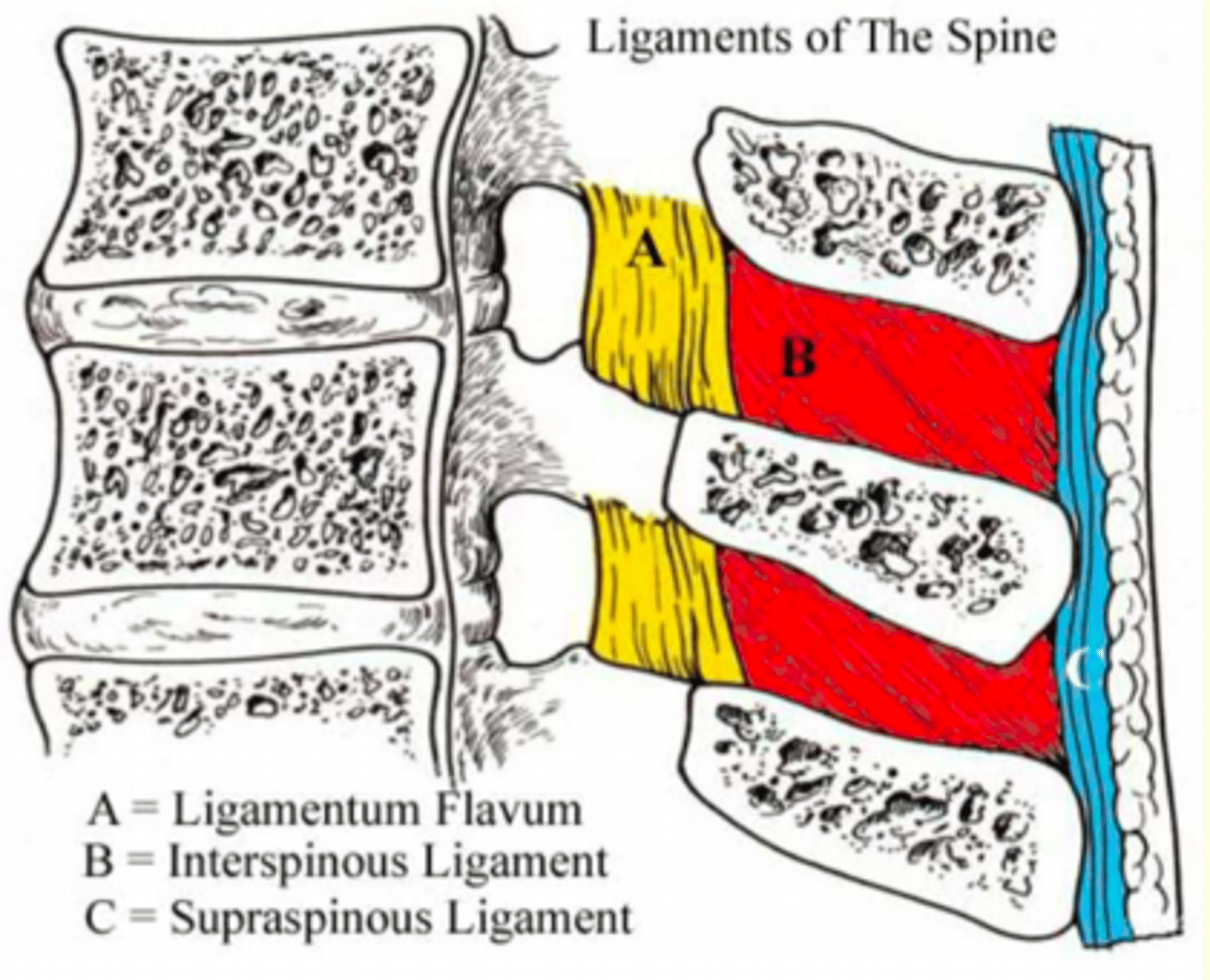 <p>Supraspinous Ligaments (C)</p>