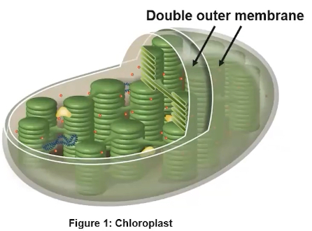 <ul><li><p><span style="font-family: Arial; font-size: 14.67px;">Found in eukaryotic cells such as photosynthetic algae and plants</span></p></li><li><p><span style="font-family: Arial; font-size: 14.67px;">Double outer membrane</span></p></li><li><p><span style="font-family: Arial; font-size: 14.67px;">Specialized from capturing energy from the sun and producing sugar for the organism</span></p></li></ul><p></p>