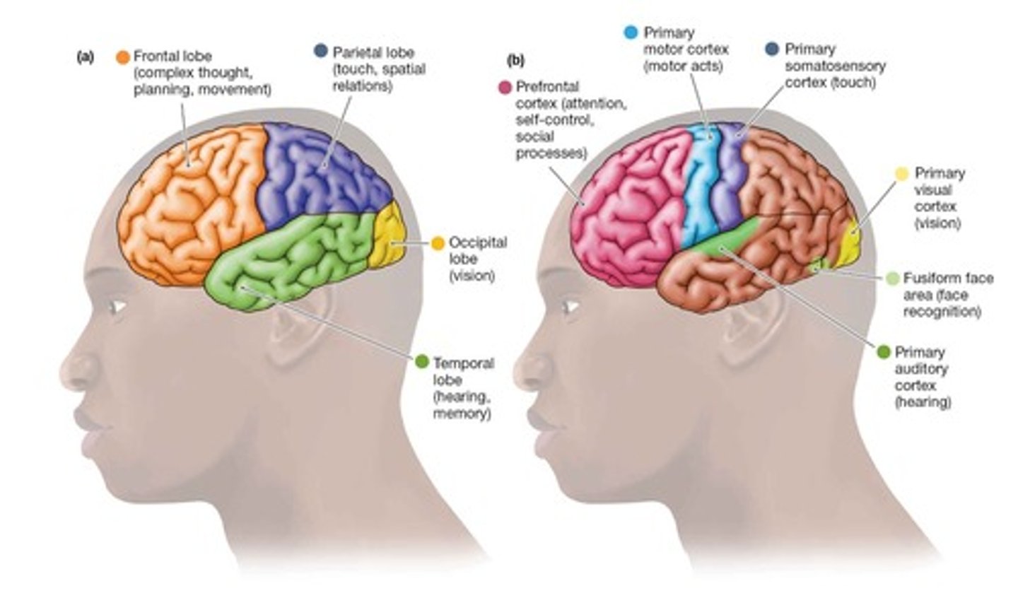 <p>frontal, parietal, occipital, temporal</p>