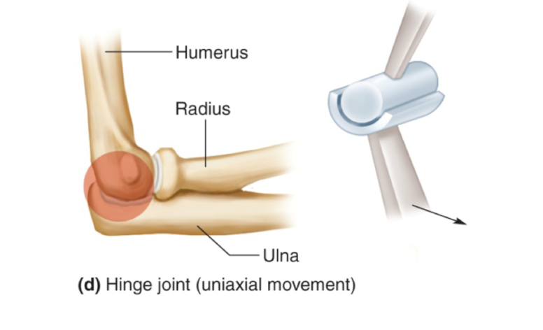 <p>hinge joint</p>