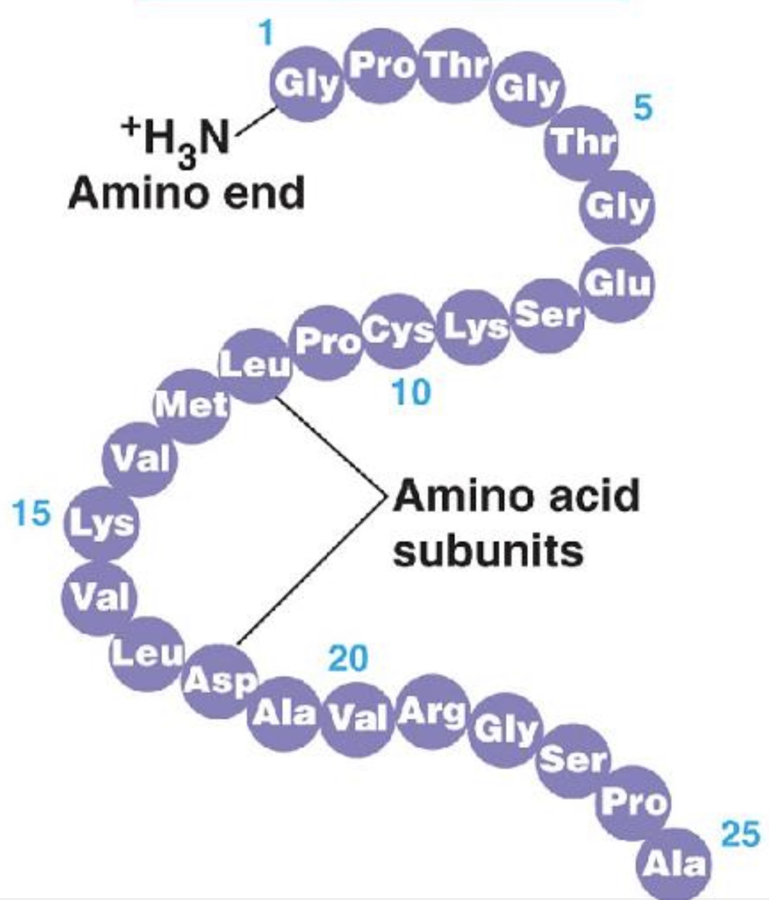 <ul><li><p>the sequence of amino acids in a protein, is like the order of letter in a long word</p></li><li><p>determined by inherited genetic information</p></li></ul>