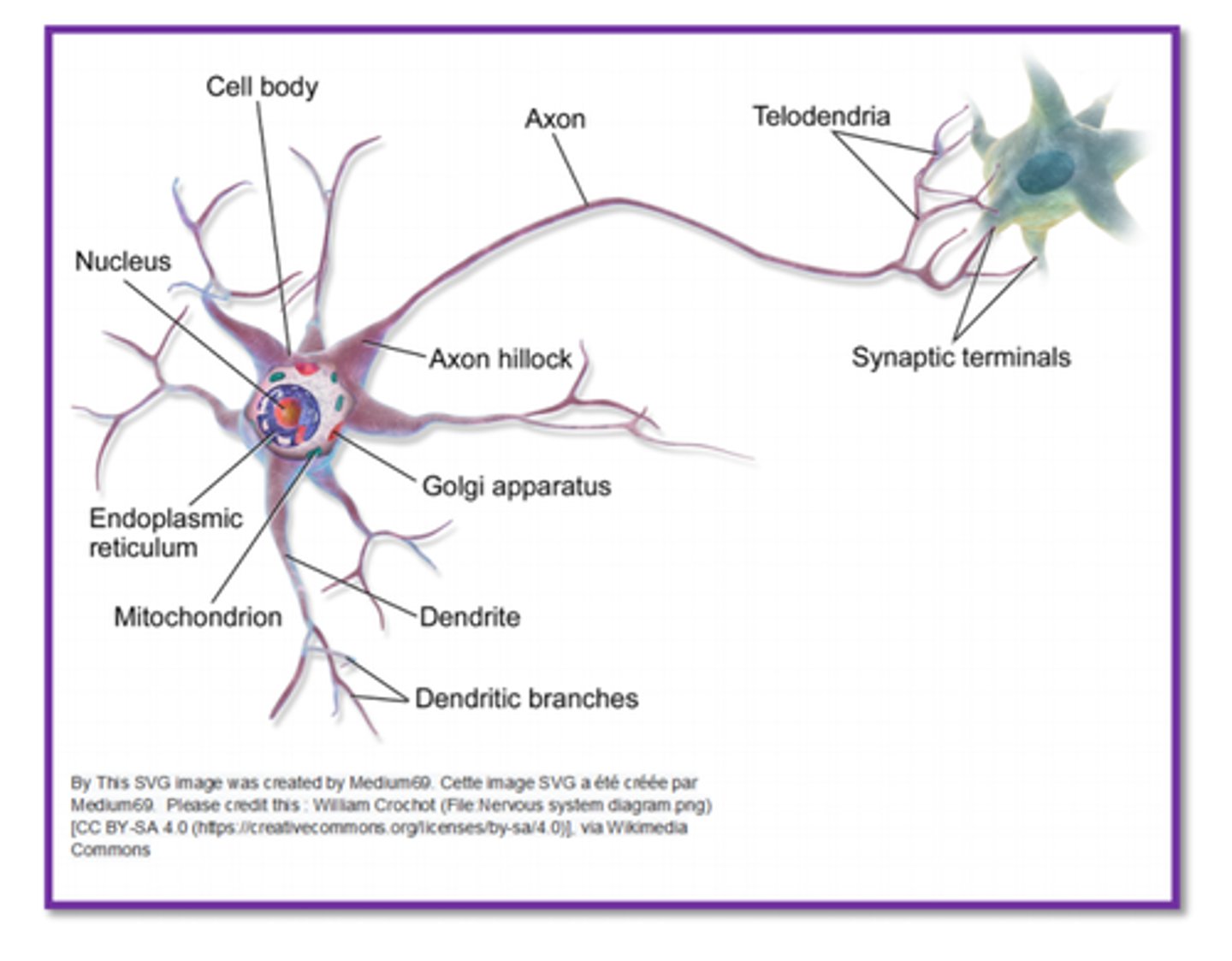 <p>Neuron: the basic unit of nervous tissue, it is a nerve cell including cell body, axon, and dendrites</p><p>They are so specialized, thus incapable of reproducing themselves. Replacing old neurons with new neurons would literally "erase" our memory away... thus no mitosis with these cells. Their ability for regeneration is very poor.</p>