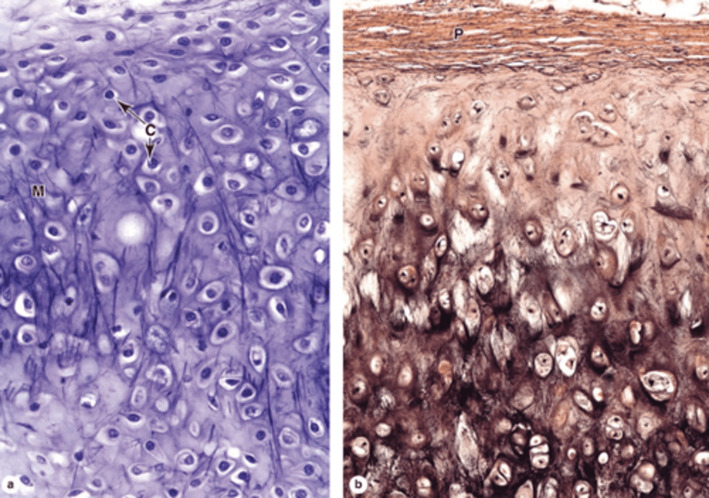 <p>What is a key functional property of elastic cartilage?</p>