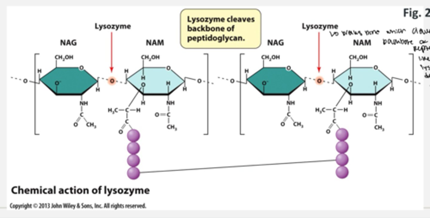 <p>- lysozyme targets the cell wall of a bacteria</p><p>- lysozyme is a host antimicrobial protein found in saliva and tears</p><p>- it recognizes and cleaves the beta-1,4-glycosidic bond</p><p>- it breaks the bond which cleaves the backbone of peptidoglycan and like penicillin, lysozyme will degrade the cell wall</p>