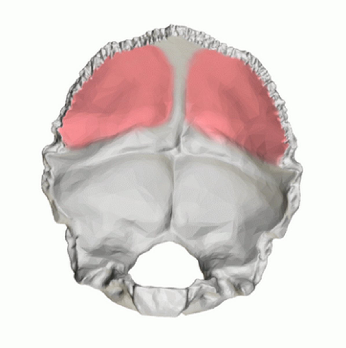 <p>triangular depressions below the lambdoidal suture on the endocranial surface of the OCCIPITAL, houses occipital lobes of cerebrum</p>
