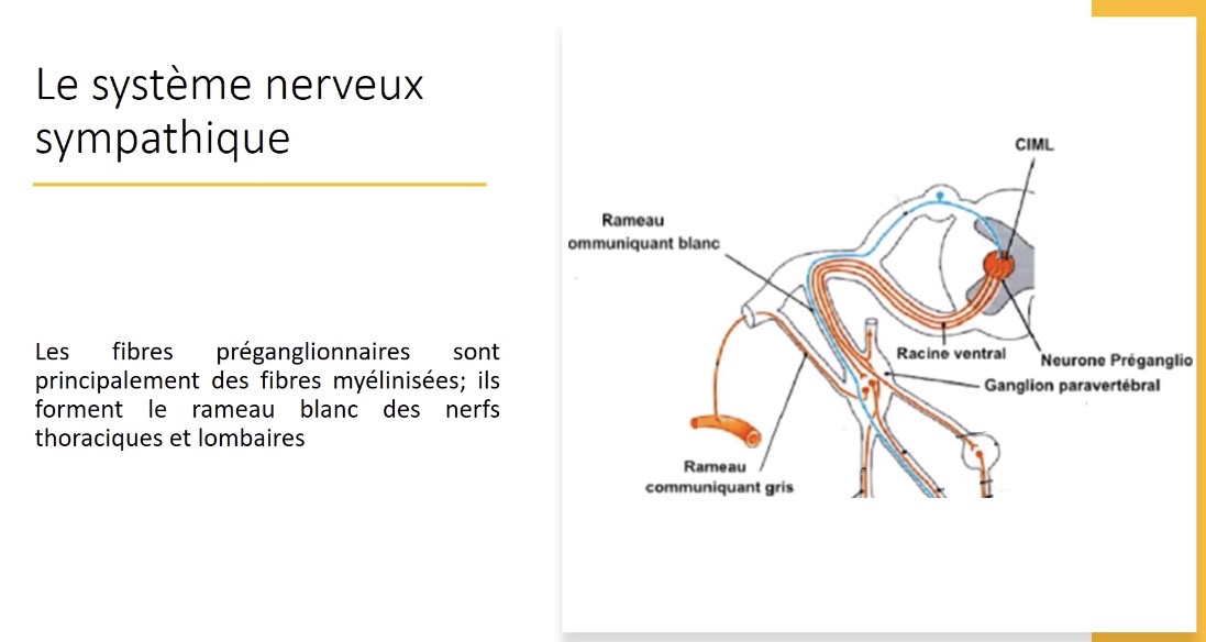 <p>Elles peuvent faire une synapse avec un ganglion supérieur ou inférieur de la chaîne sympathique</p>