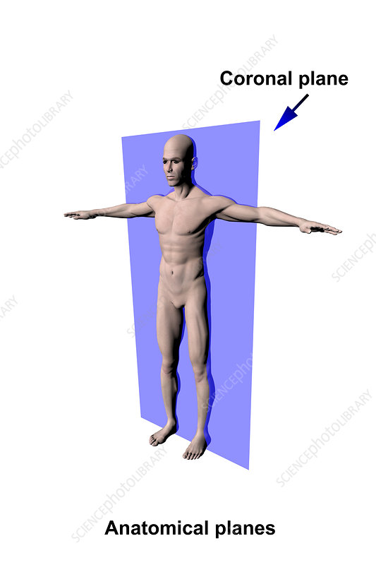 divides front and back
