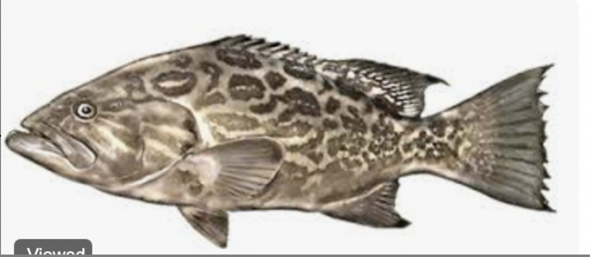 <p>Broomtail Grouper <strong>Order</strong></p>