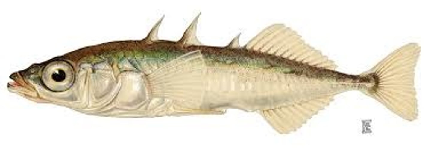 <p>Sticklebacks</p>