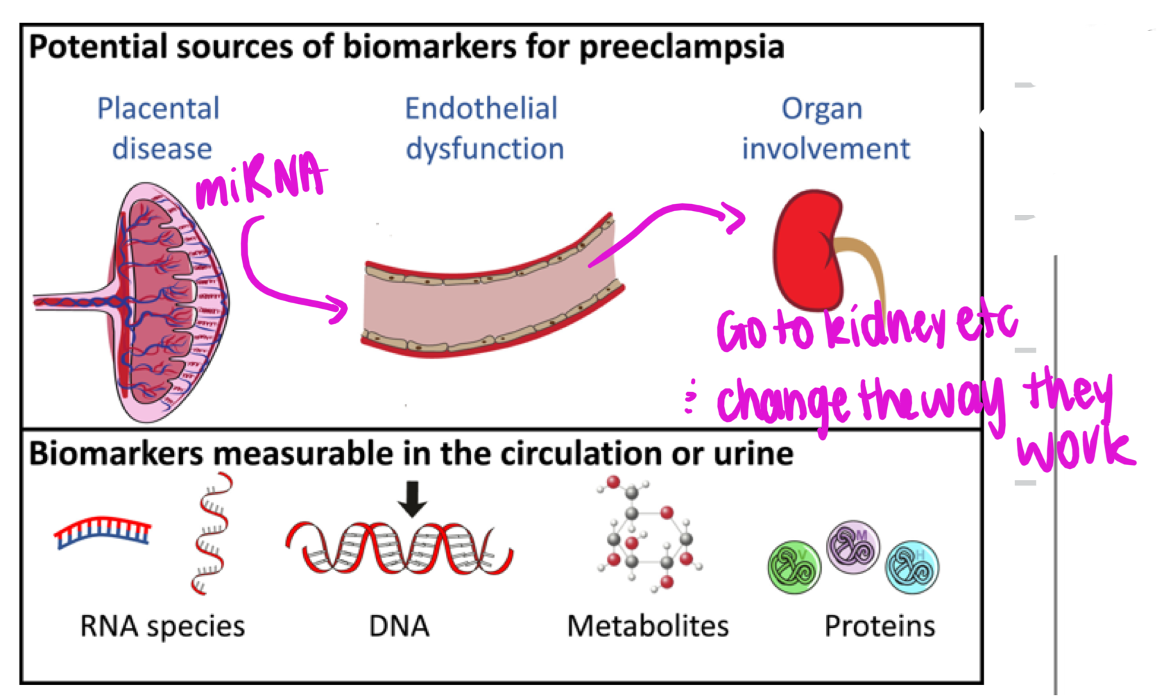 <p>miRNA 21-23 nucleotides dont get reduced —&gt; go from placenta to mothers circulation target and stops transcription —&gt; downregulated causes order expression of gene </p>