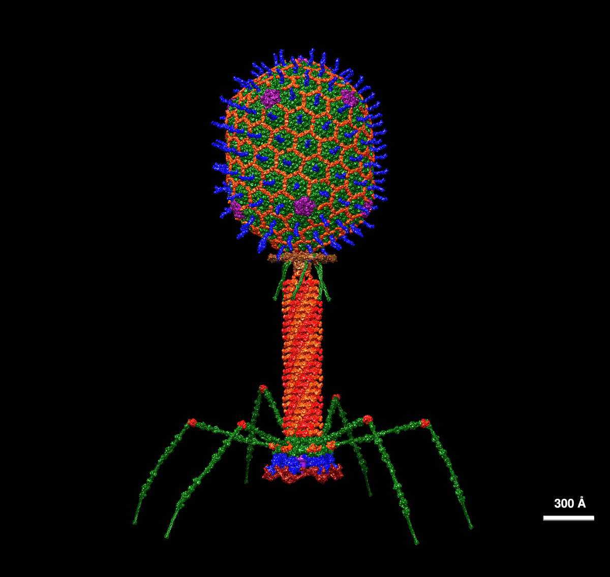 term image