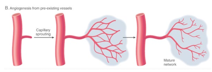 <p>macrophages and endothelium</p><ul><li><p>VEGF</p></li><li><p>other misc. angiogenesis growth factors</p></li></ul><p>increases tissue hypoxia —> increases vessel ingrowth </p><p></p>