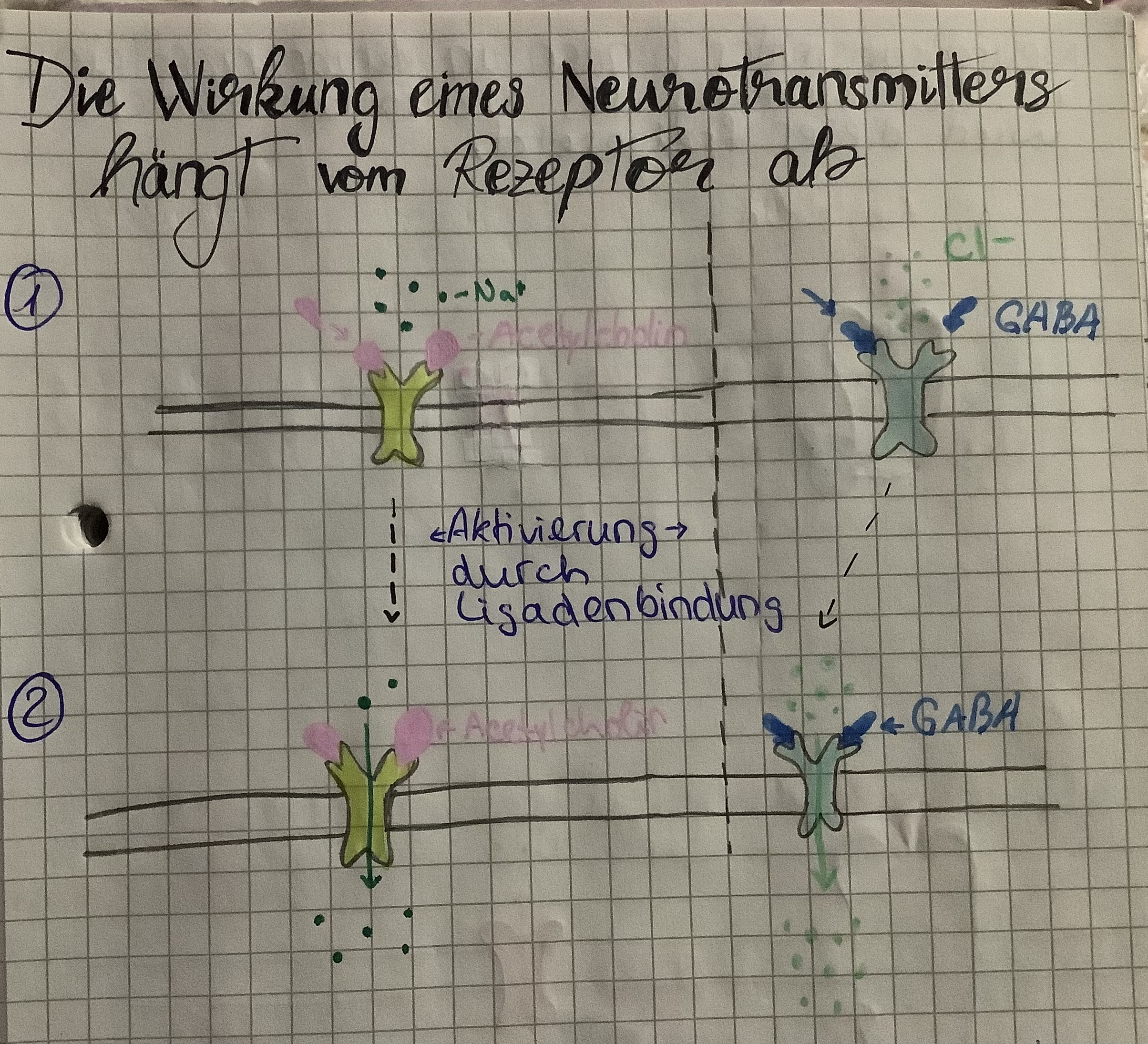 <p>Durch NA+-Kanäle strömen Na+-Ionen ein→ Depolarisation &amp; EPSP</p>