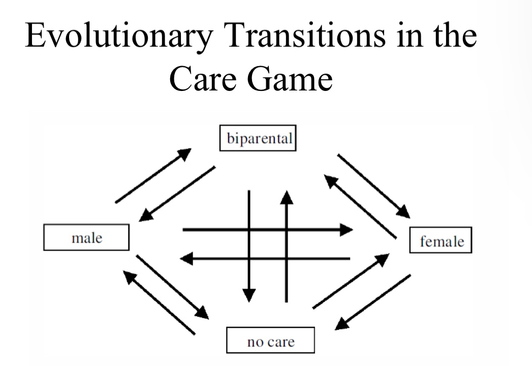 <p>What were the sequences of changes leading to present-day diversity in mating systems?</p><p>Were there certain kinds of transitions that are more common and what might have been the selective forces acting during those changes?</p><p></p><p>Can transition from </p><p>biparental to only male</p><p>Female only to no care</p><p>Biparental to only female</p><p>Male only to no care</p><p>And vice versa</p><p>CANNOT transition</p><p>Biparental to no care</p><p>Or </p><p>Male only to female only</p><p>And vice versa</p>
