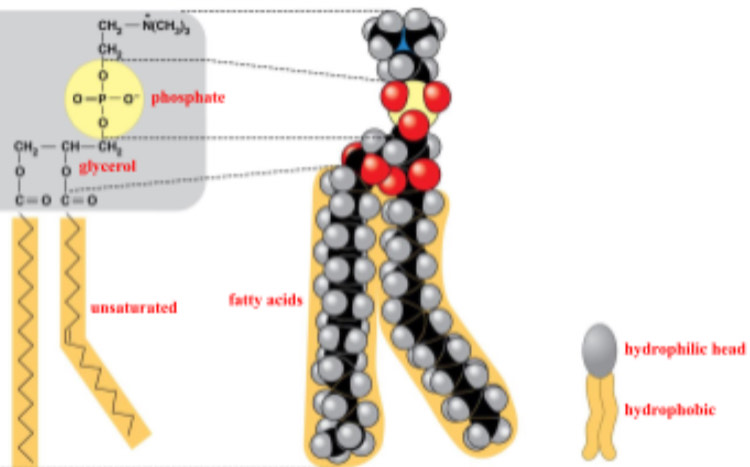 <p>phosphate group, 2 fatty acids</p>