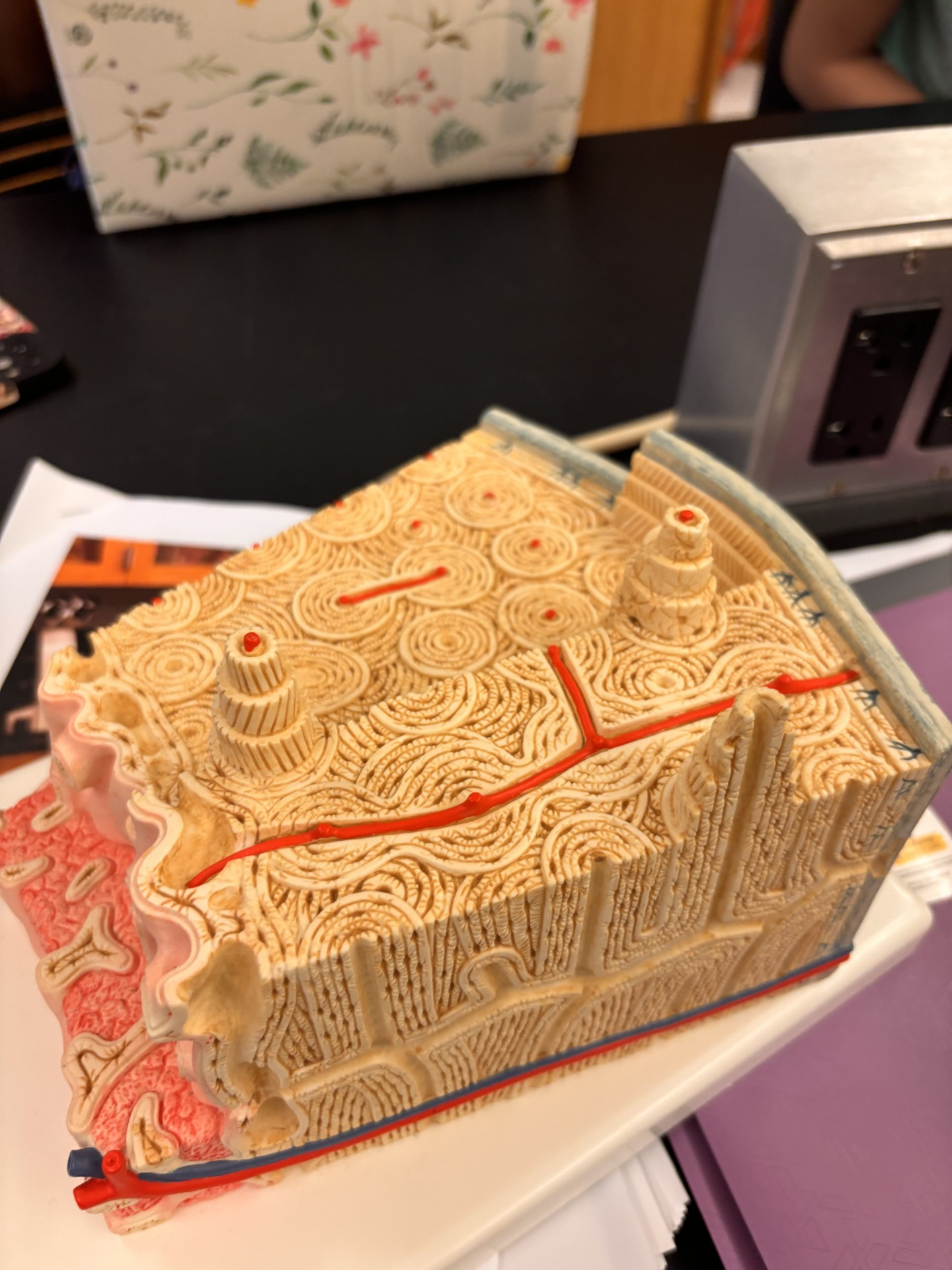 <p>what is the swirly tan/yellow part called</p>