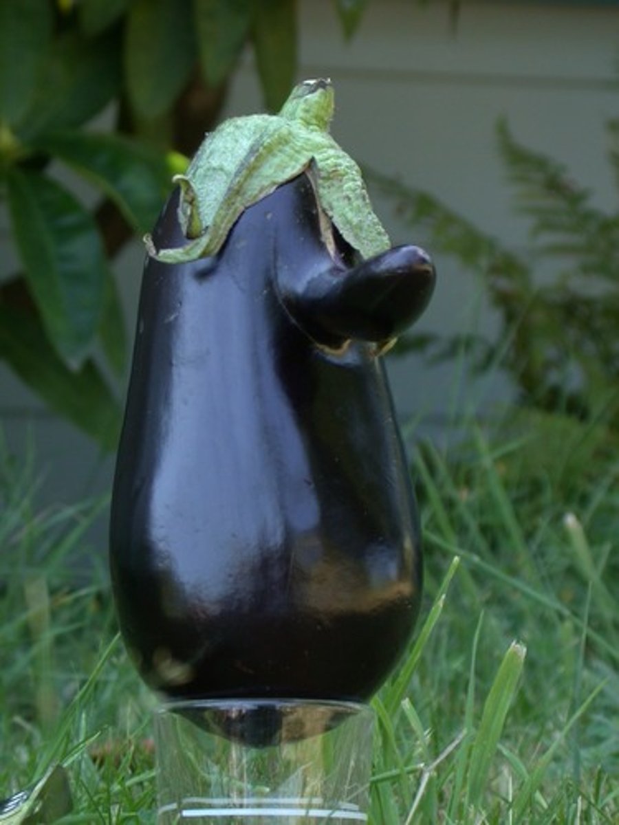 <p>eggplant</p>