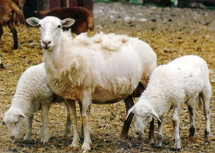 <p>developed in Maine by crossing Caribbean hair sheep with Wiltshire Horn and Suffolk sheep that were selected for their shedding ability; mostly white and typically polled</p>