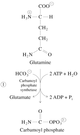<p><span style="color: rgb(132, 255, 122)">Glutamine</span> + 2 <span style="color: rgb(254, 130, 255)">ATP</span> + HCO<sub>3</sub><sup>-</sup></p><p><span style="color: rgb(141, 206, 255)">—Carbamoyl Phosphate Synthetase→</span></p><p>Carbamoyl Phosphate + <span style="color: rgb(255, 255, 255)">Glutamate</span> + 2 ADP + P<sub>i</sub></p>