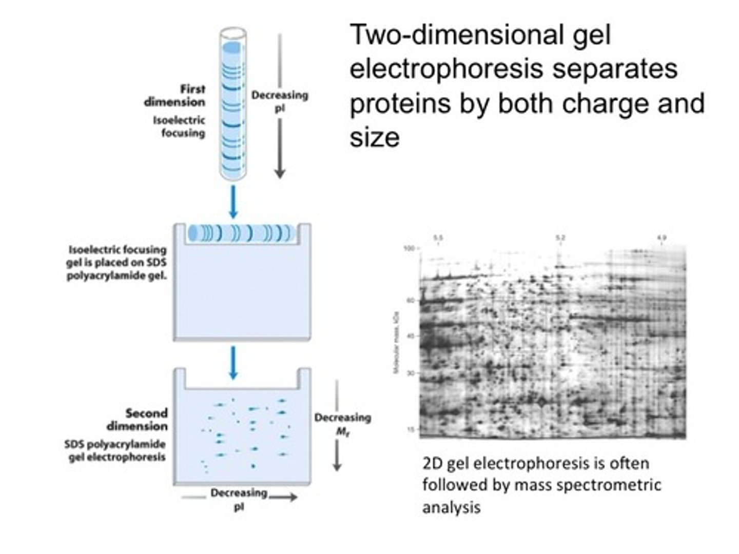 <p>separates proteins in two directions.</p><p>– isoelectric focusing in a horizonal direction– SDS-PAGE in a perpendicular (vertical) direction</p><p>– yields a gel with proteins that have been separated based on pI in the horizontal direction and on mass in the vertical direction</p><p>-Two-dimensional electrophoresis can detect differences in protein expression under different physiological circumstances.</p>