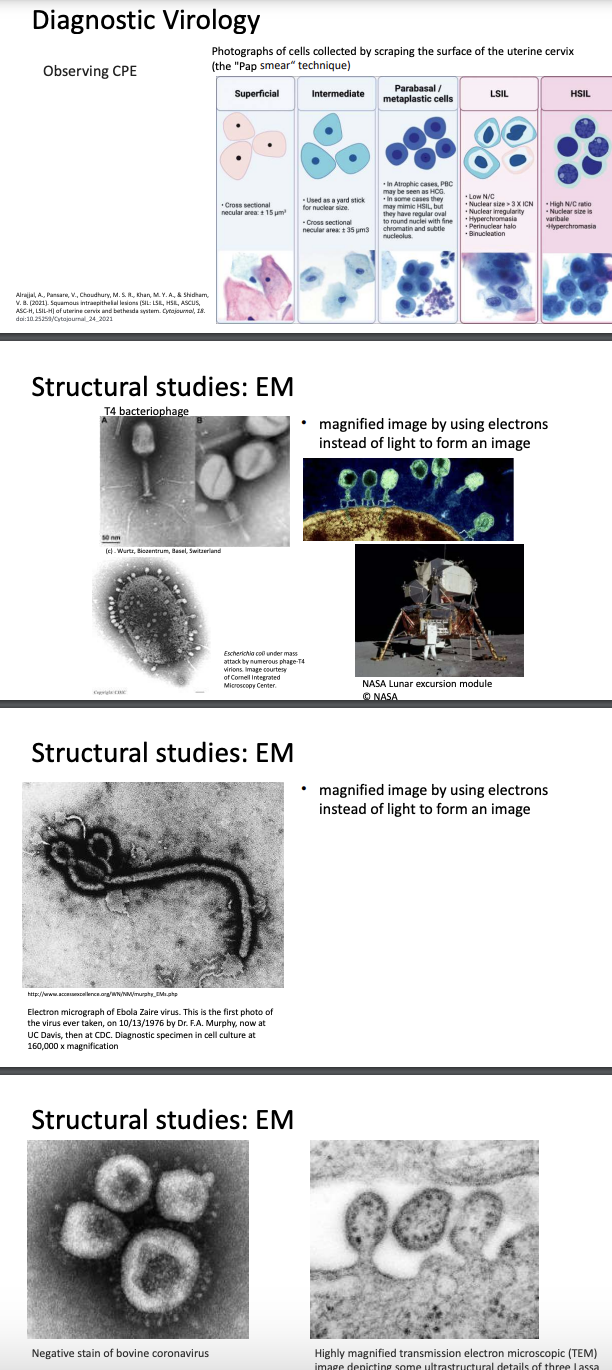 <p>Explain <strong>other methods of viral diagnostics (Pap smear, EM)</strong></p>