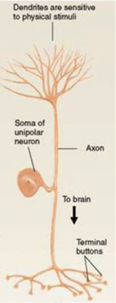 <p>Dorsal root ganglia</p>