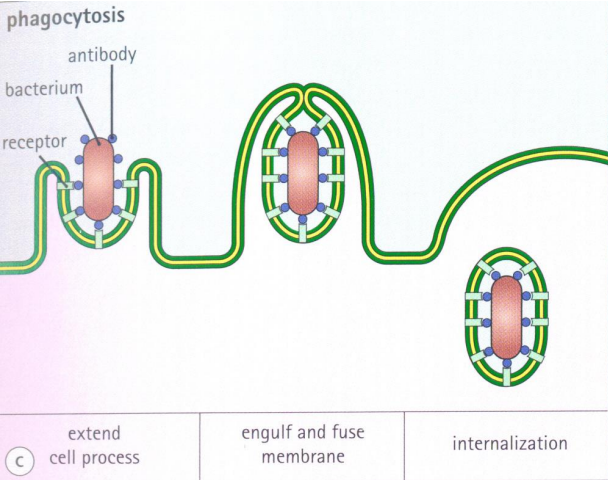 <p>Phagocytosis is the process by which a cell uses its plasma membrane to engulf a large particle, giving rise to an internal compartment called the phagosome.</p><p>It is one type of endocytosis. In a multicellular organism's immune system, phagocytosis is a major mechanism used to remove pathogens and cell debris. It has to have receptor for antibody </p>