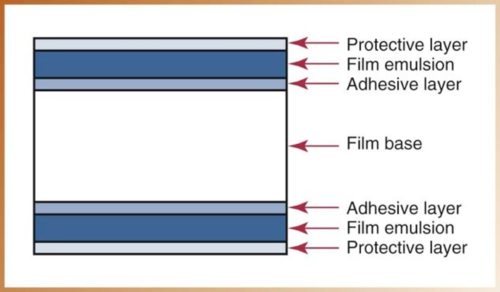 <ol><li><p>Film base → provides support for emulsion and strength</p></li><li><p>Adhesive Layer → attaches emulsion to the base </p></li><li><p>Film Emulsion → radiation absorption layer </p></li><li><p>Protective layer → protects emulsion from damage</p></li></ol><p></p>
