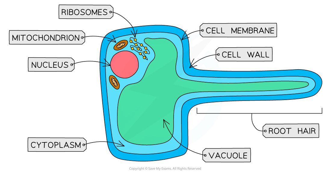 <p>what are the characteristics of root hair cell?</p>