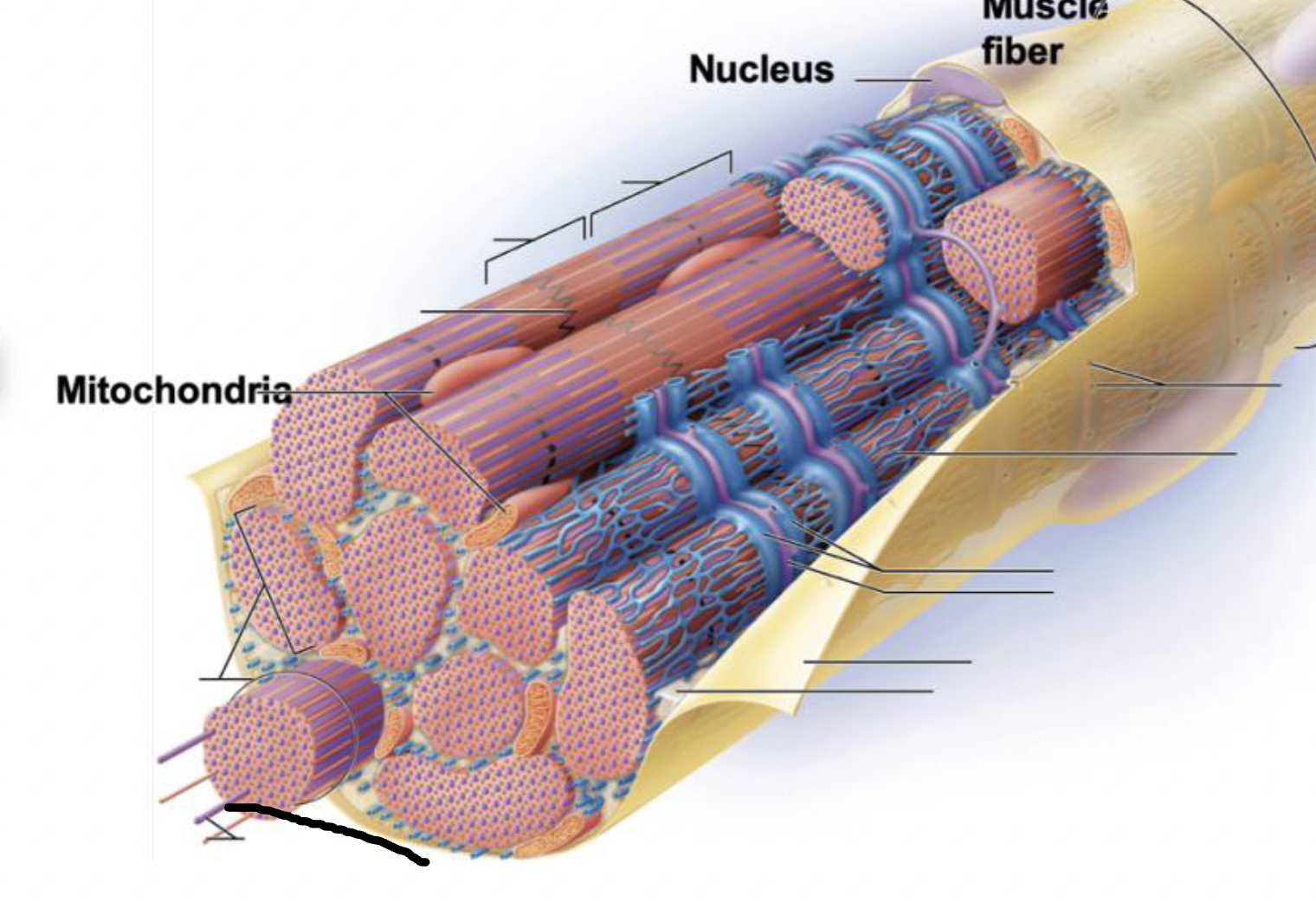 <p>what muscle feature is this?!</p>