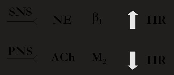 <p>body function regulation</p>