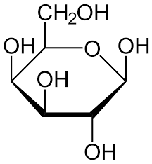 <p>β Galactose</p>