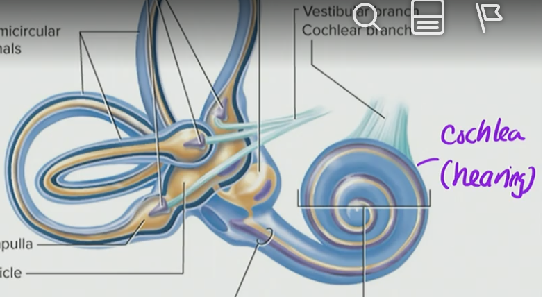 <p>Cochlea</p>