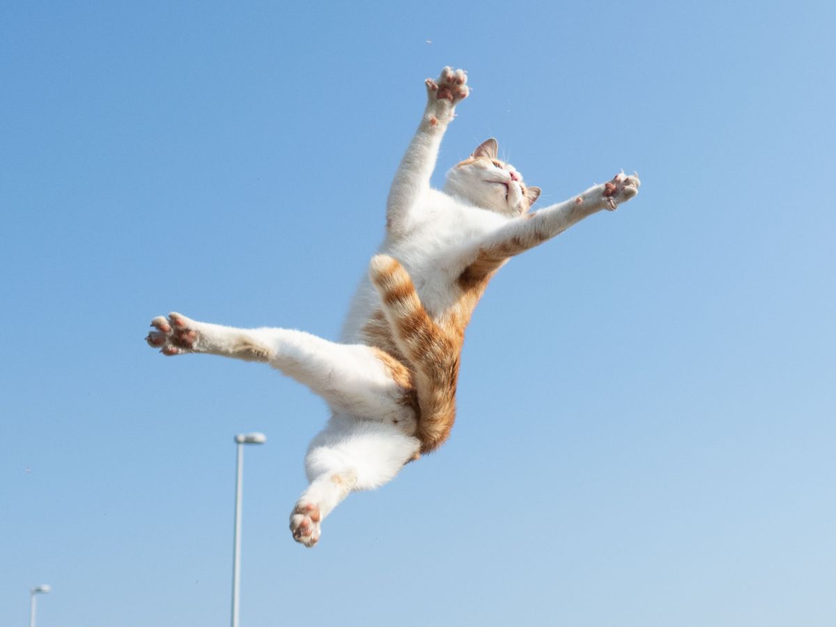 <p>My cat is very <strong>active</strong>.</p>