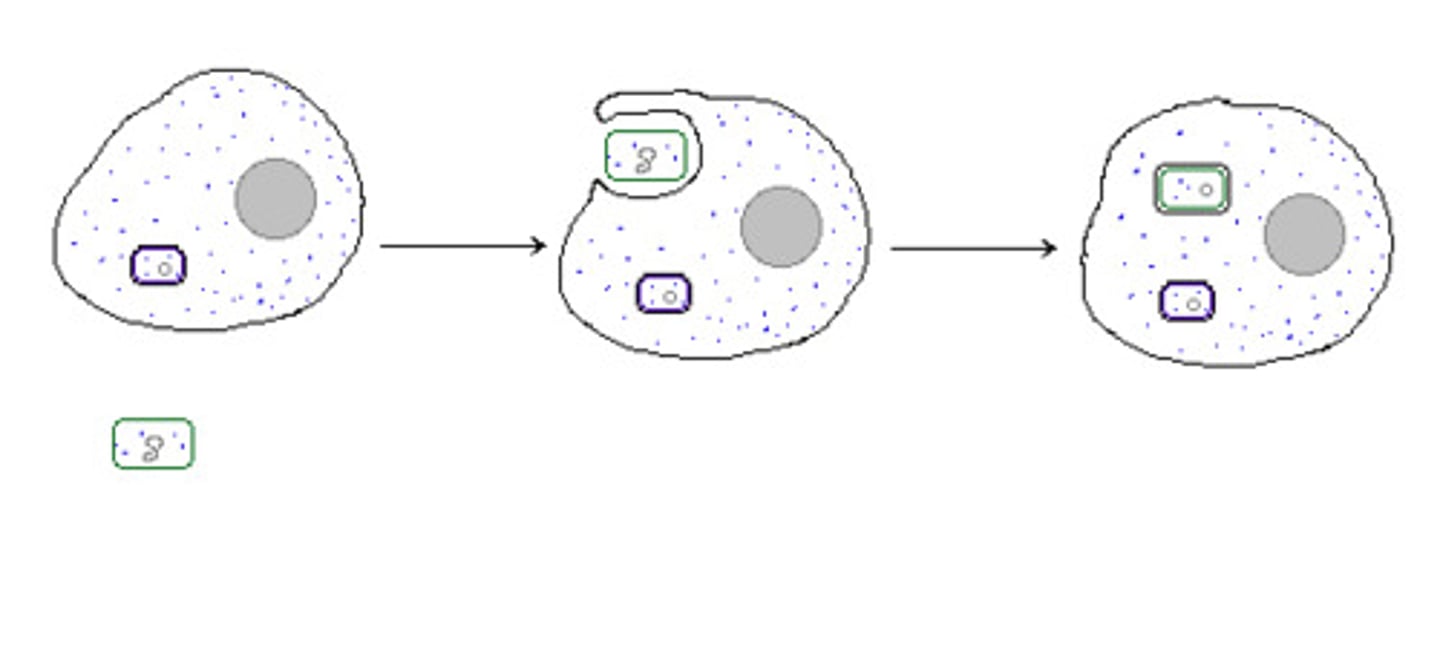 <p>organism that lives to mutual benefit within the body or cells of another organism</p>